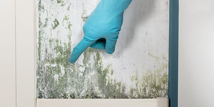 Blog - How can you combat mould on the wall?