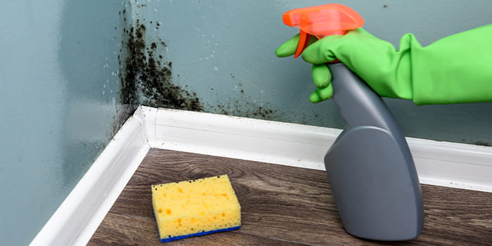 Blog - What is black mould and where does it come from?