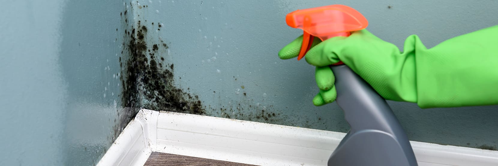 Blog - What is black mould